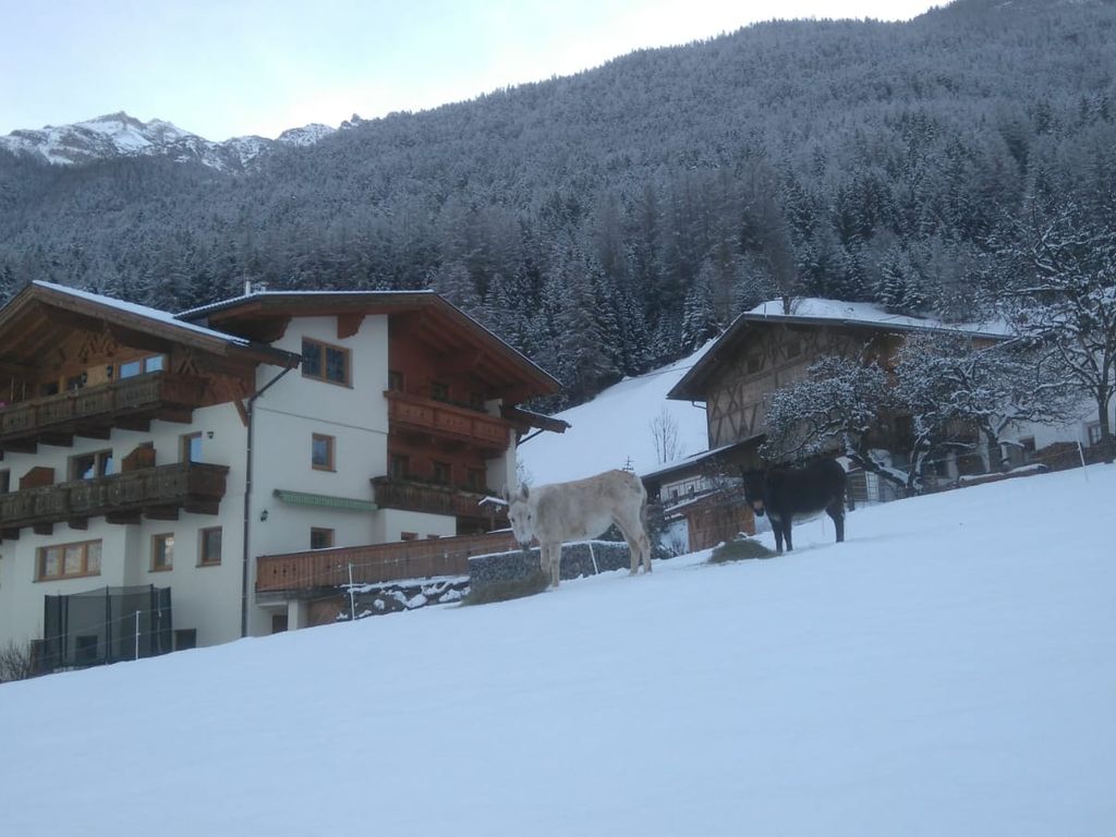 Auch die Esel lieben den Winter