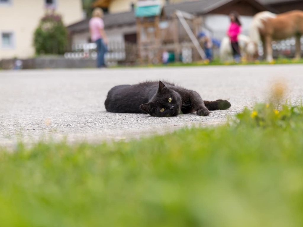 Tiere Katze
