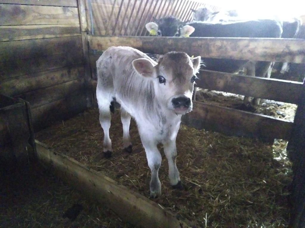 Kälbchen