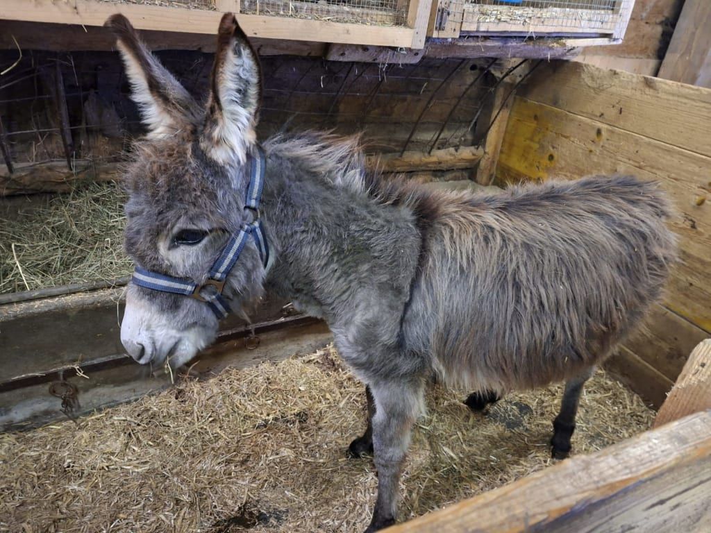 Ein Esel im Stall des Bauernhofs, der auf Heu steht.