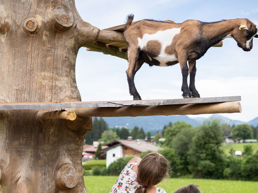 Ziegen