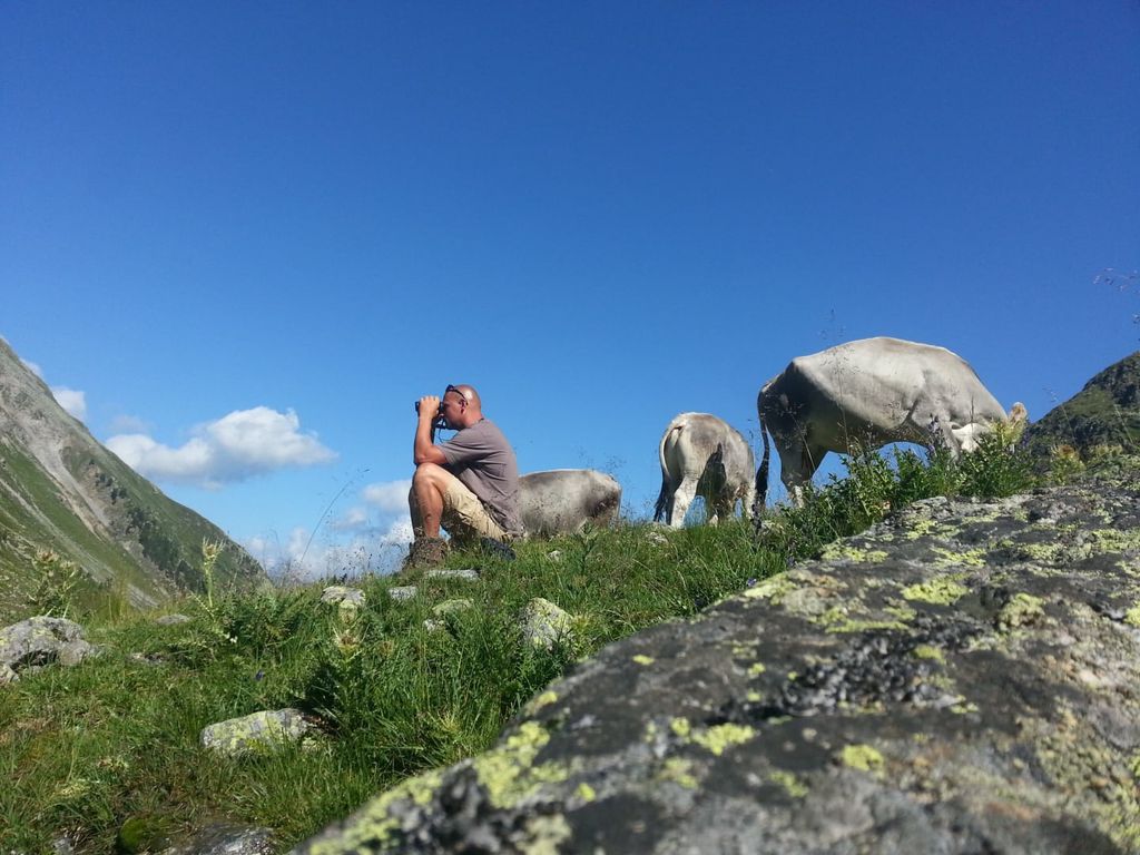 Naturbeobachtung in der Bergwelt des Bauernhofs mit weidenden Kühen.