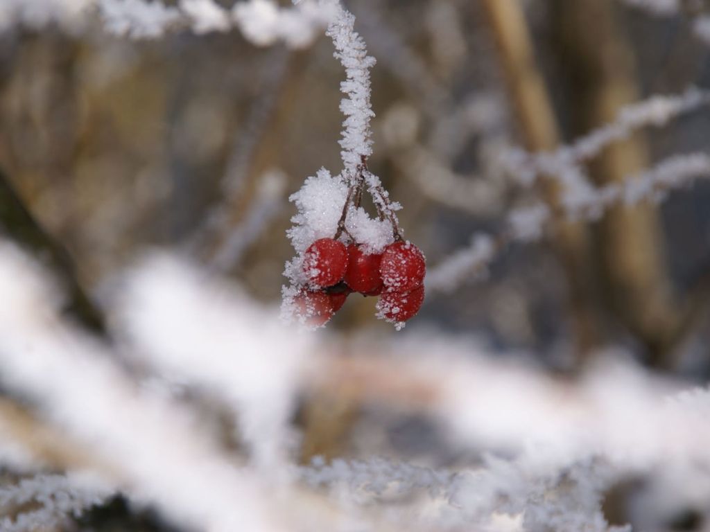 Früchte im Winter