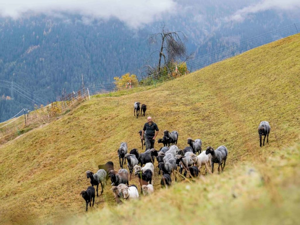 Der Bauer des Bauernhofs hütet seine Herde seltener Nutztiere auf der Bergweide.