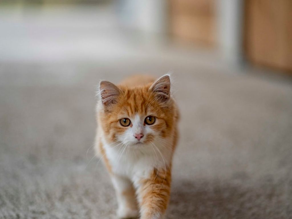 Eine orange-weiße Katze auf dem Bauernhof.