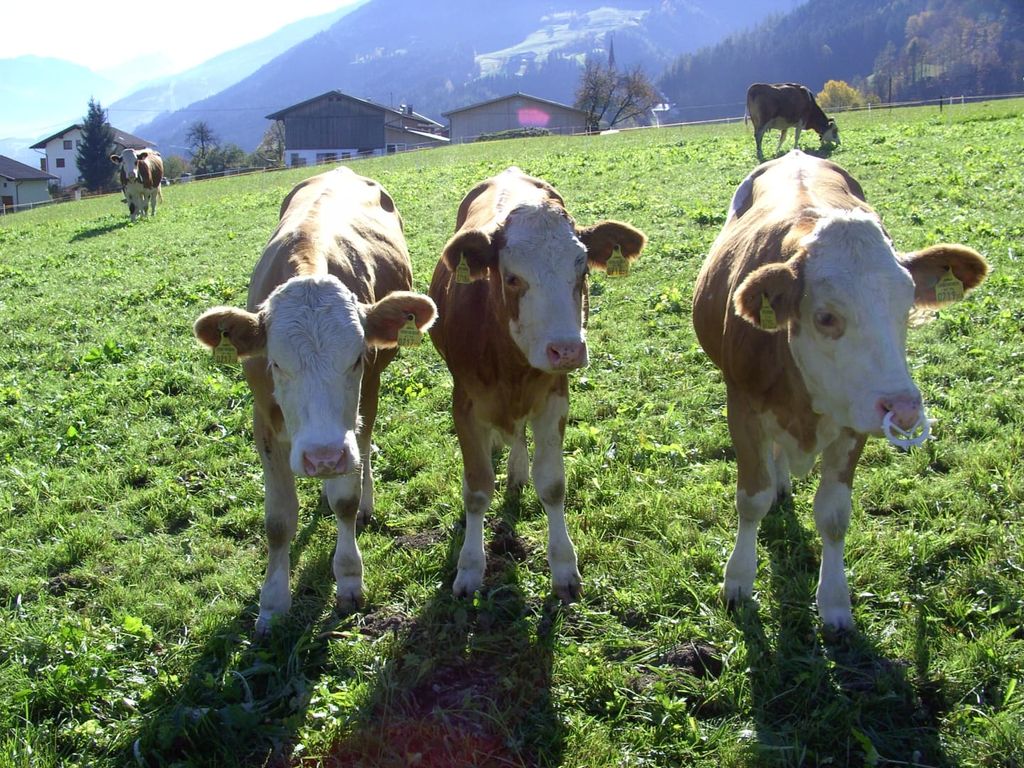 Schorpenhof