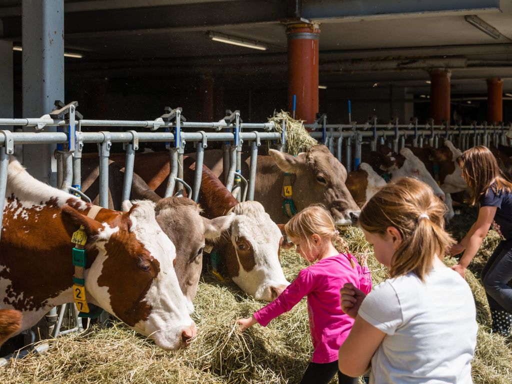 Kinder beim Kühefüttern