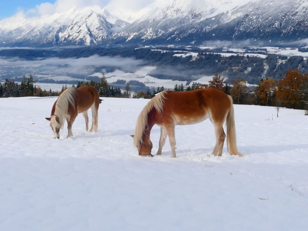 Haflinger im Schnee