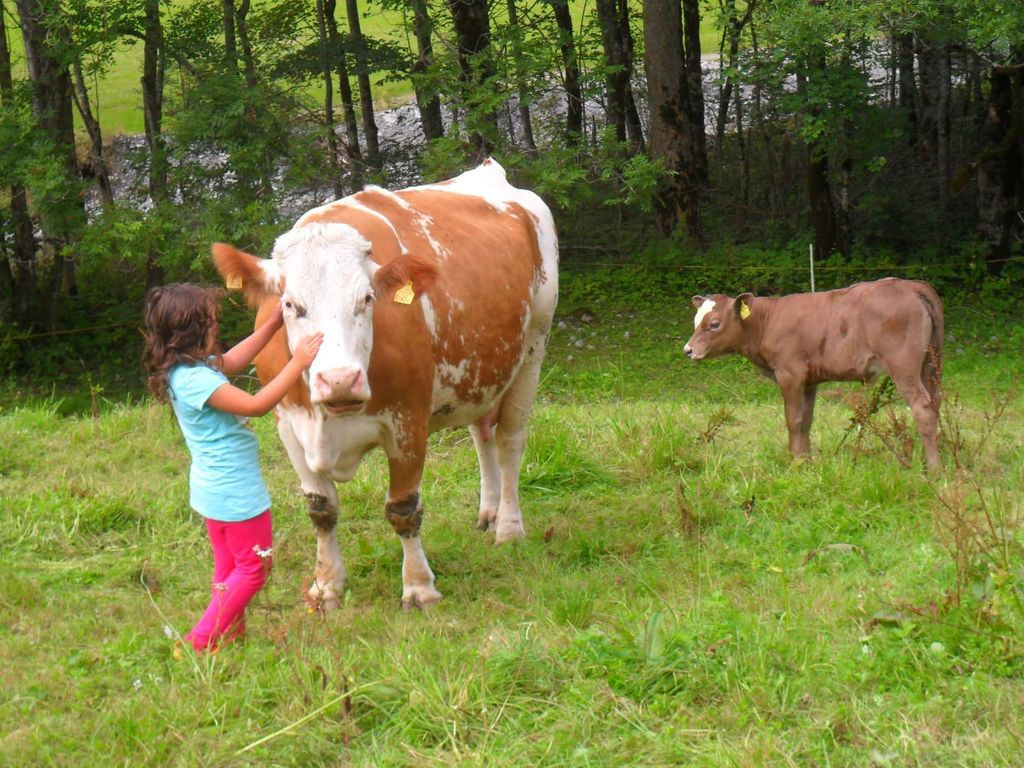 Ein Kind streichelt eine Kuh auf der Wiese des Bauernhofs, ein Kalb steht daneben.