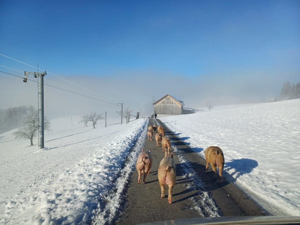 Blickfang Bregenzerwald