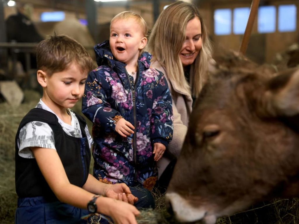 Familie mit Kindern beim Füttern einer Kuh im Stall des Bauernhofs.