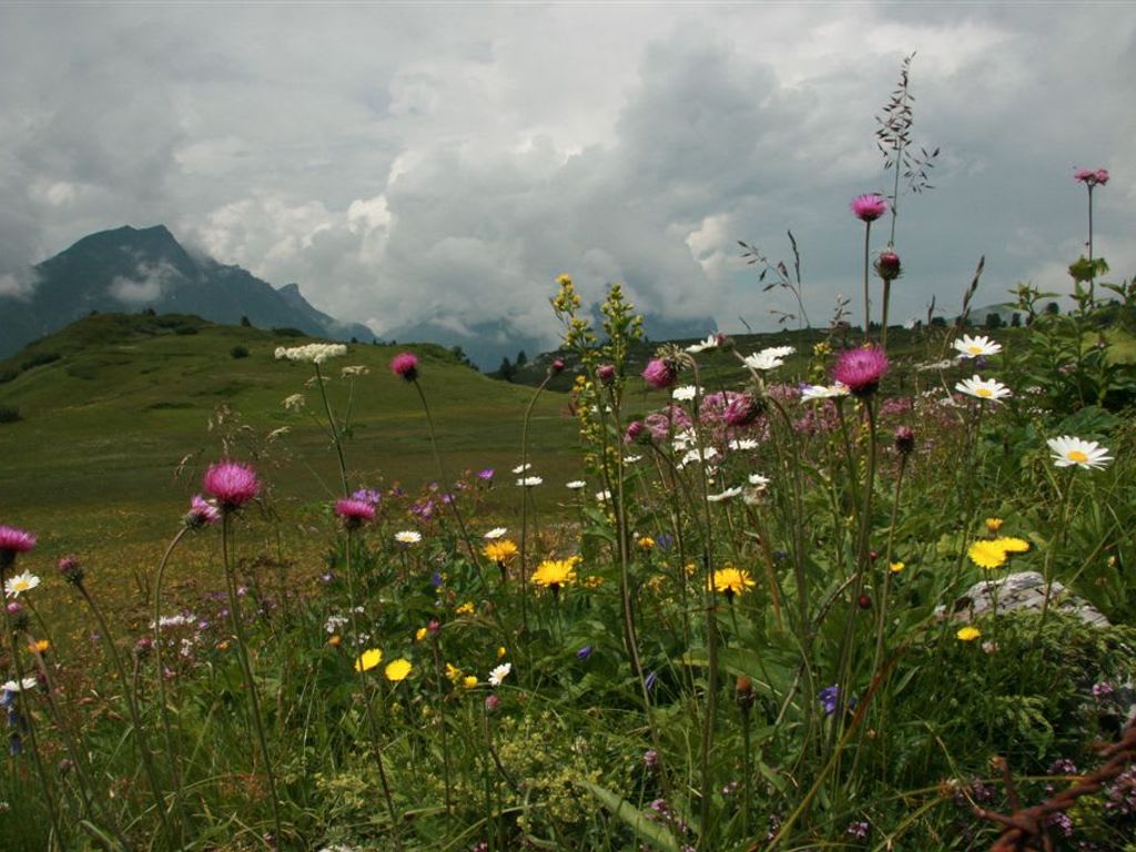 Blumenwiese in Auenfeld