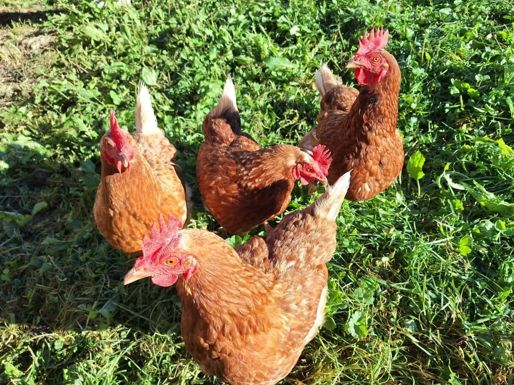 Unsere aufgeweckten Hühner auf der Wiese vor dem Haus