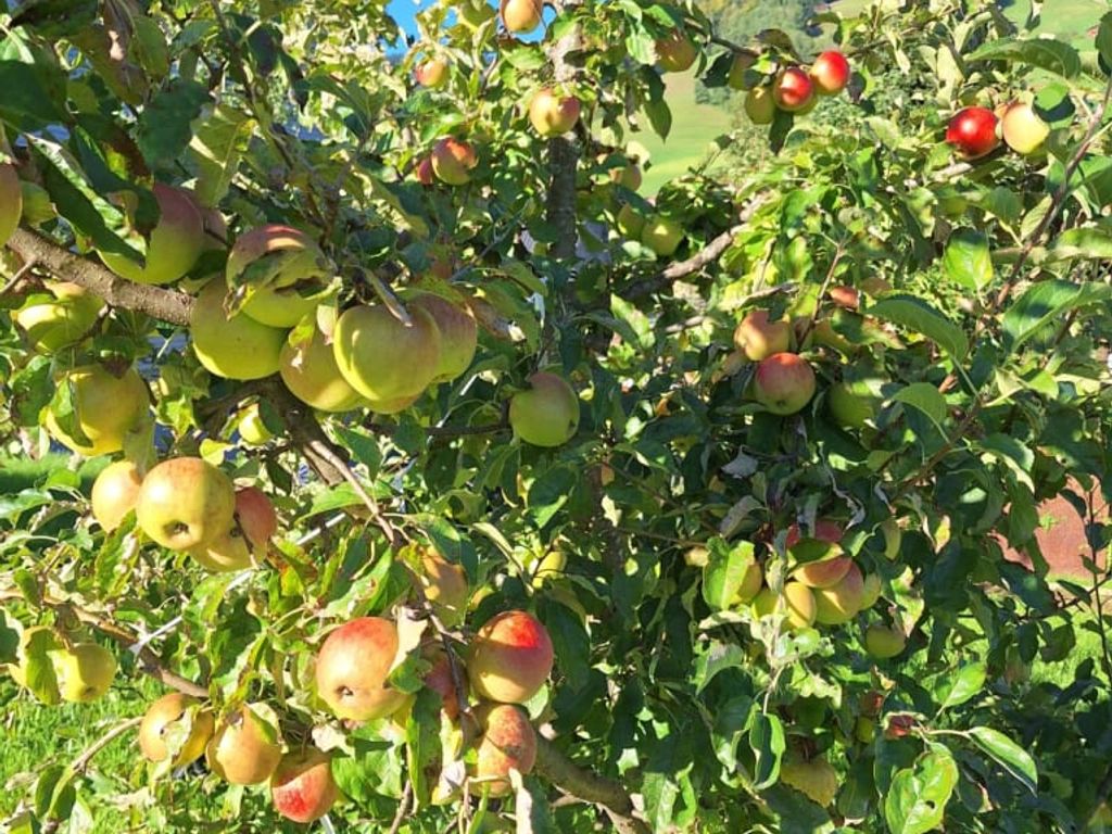 Unser Obstgarten