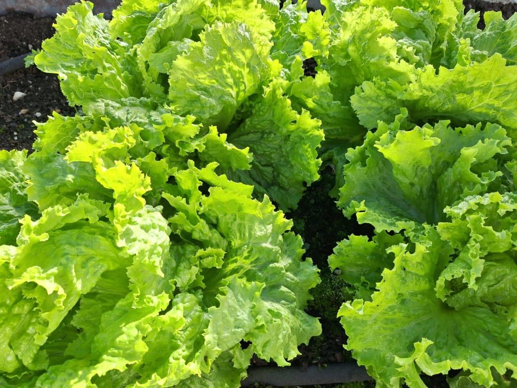 Unser Gemüsegarten