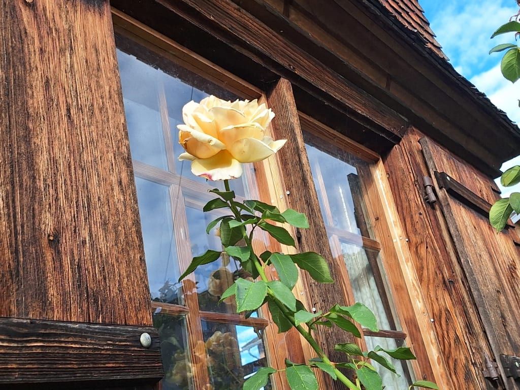 Rosen vor der urigen Holzfassade.