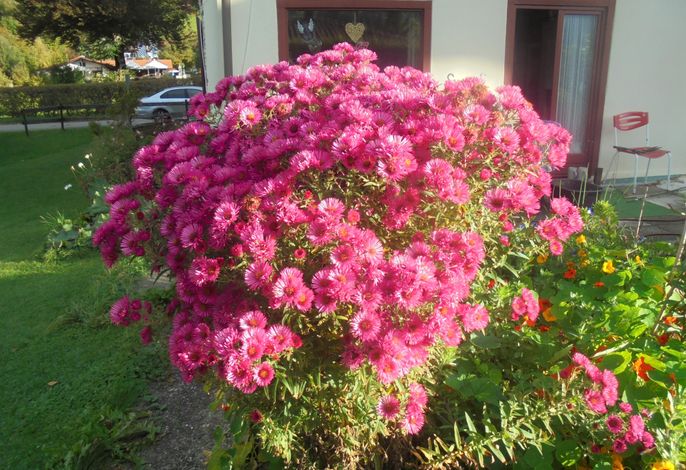 Bild 43