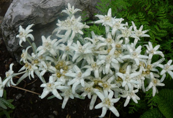 Bild 38