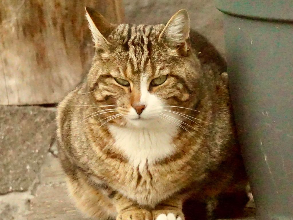 Alte Schmiede
