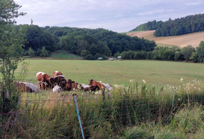 Bild 12