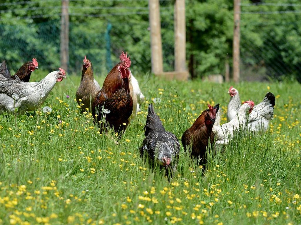 Ferienwohnungen Mitterer-Egger