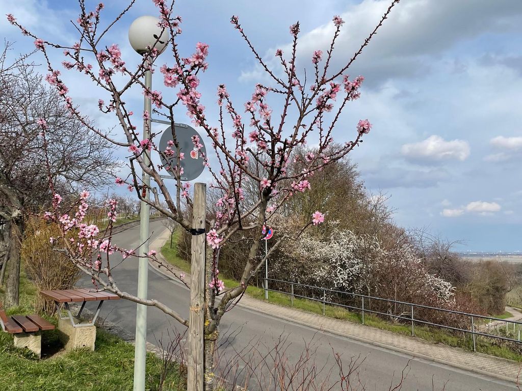 Ferienwohnung Rosa Blütenzauber