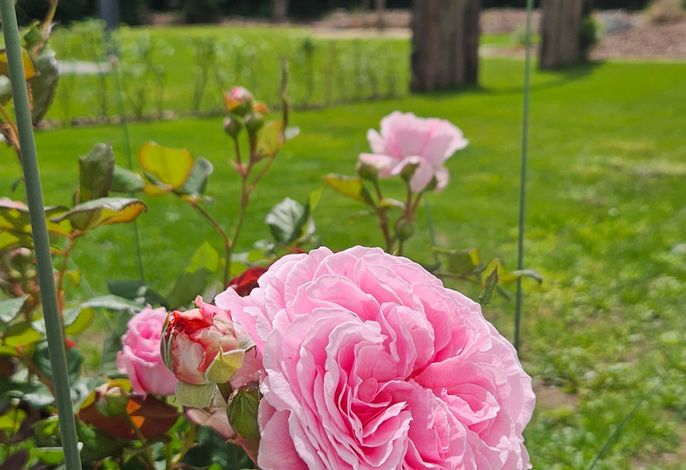 Gartenbungalow Rhönwild – Foto 4