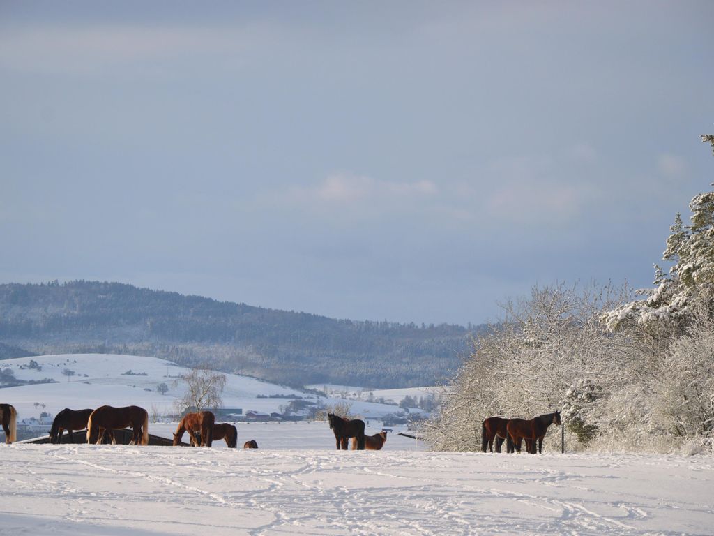 Reiterhof am Waldrand