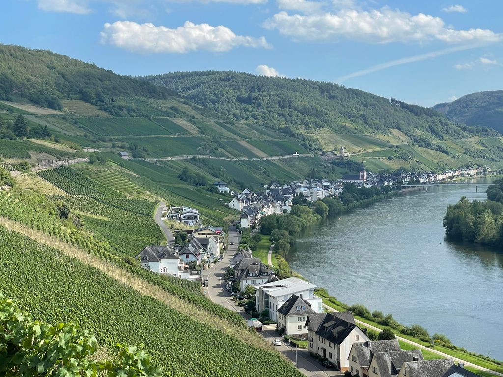 The Vineyard View