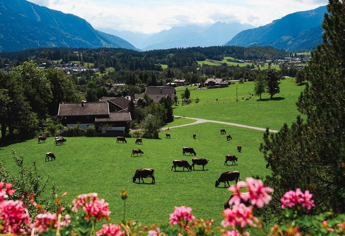 Bild 97