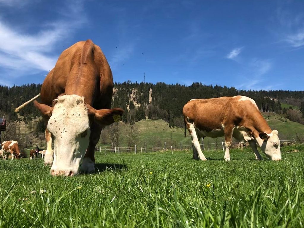 Biberhof