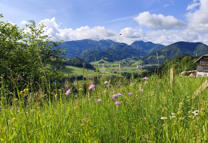 Bild 50