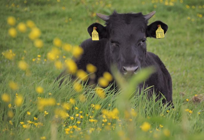 Bild 15