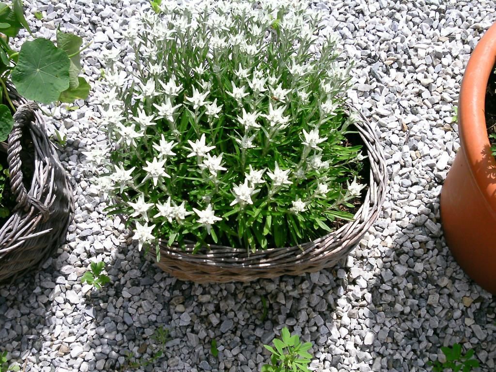 Rimmlhof