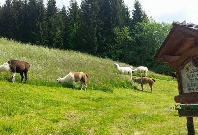 Bild 17