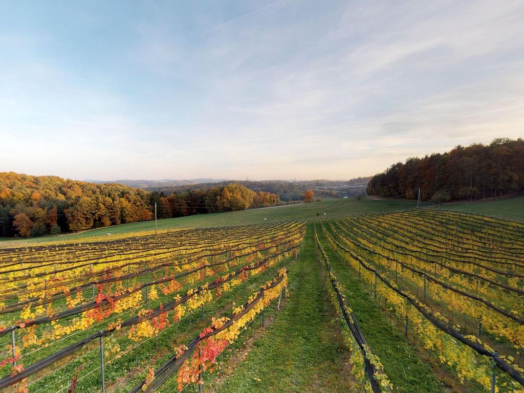 Urlaub am Weinhof Ramminger