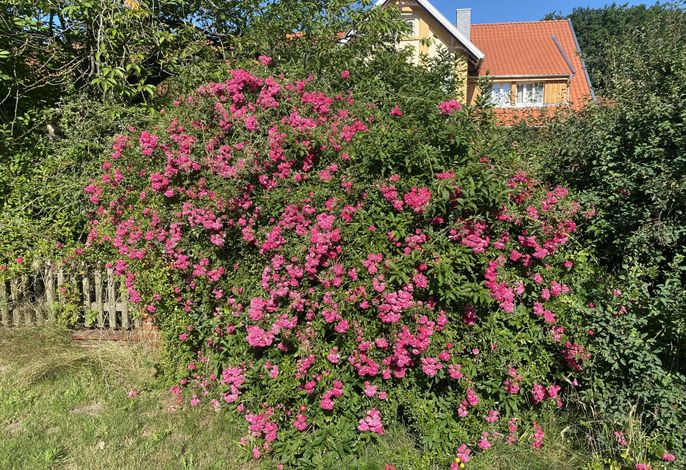 Spöring, Ferienhof
