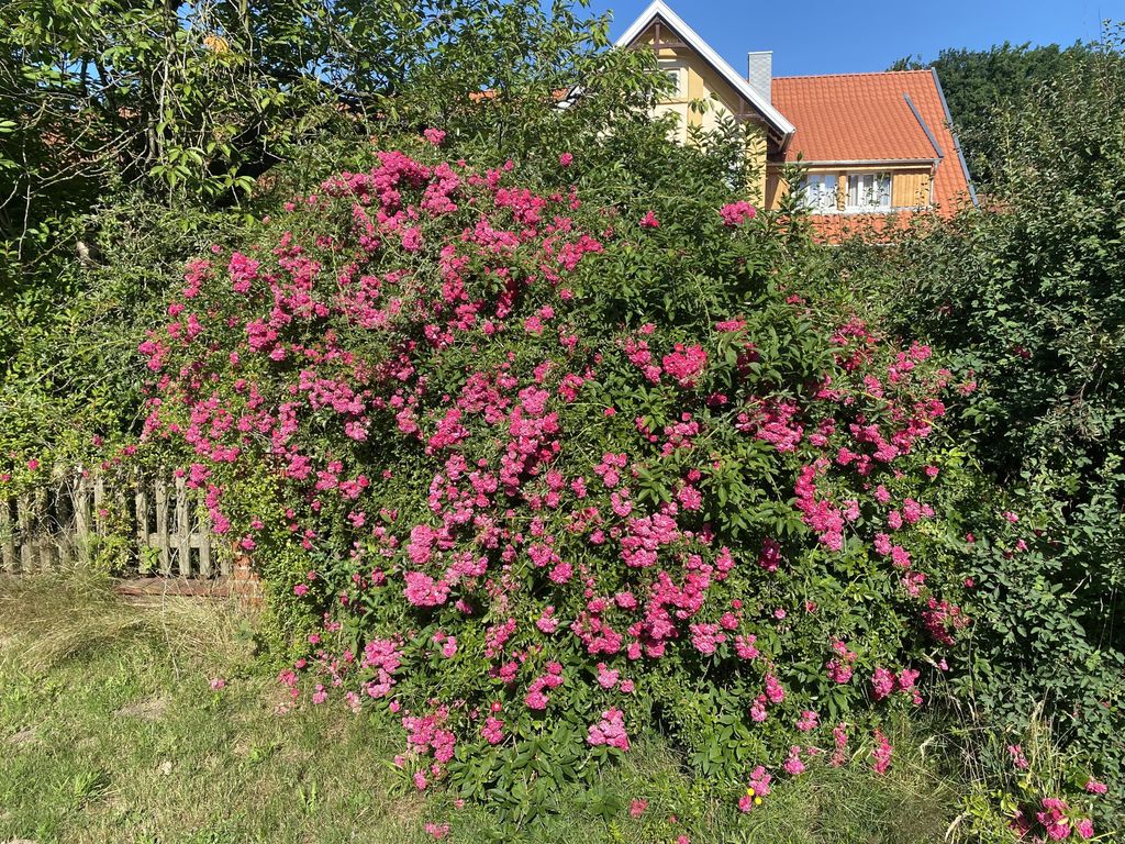 Spöring, Ferienhof