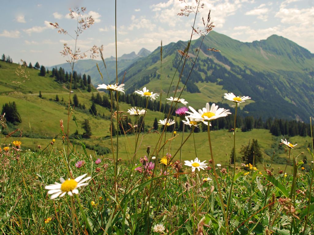 Aparthotel Garni Schönblick
