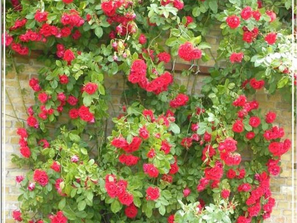Rosenhof