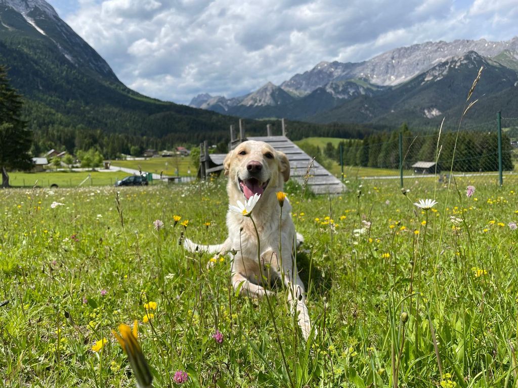 Mooserhof - für Hunde mit ihren Menschen
