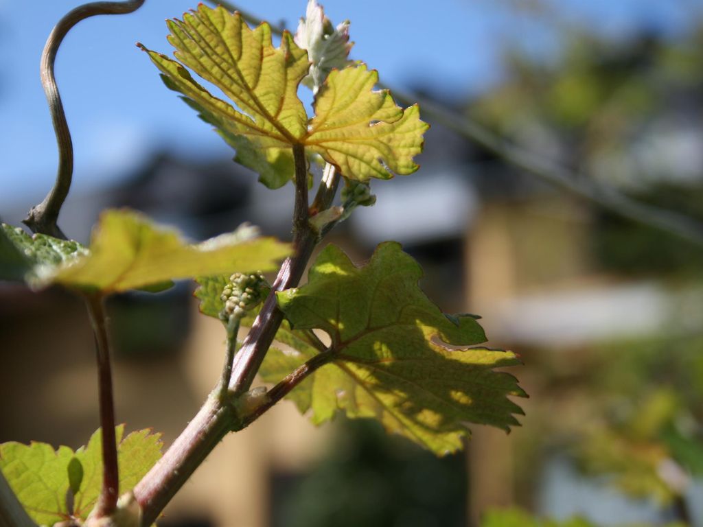 Wein- und Gästehaus Lentes