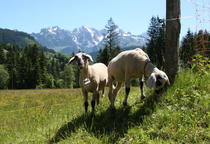 Bild 11
