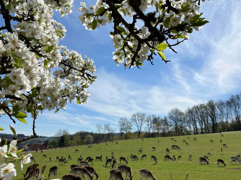 HirschRaum