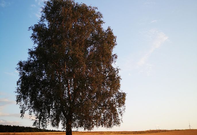 Bild 19