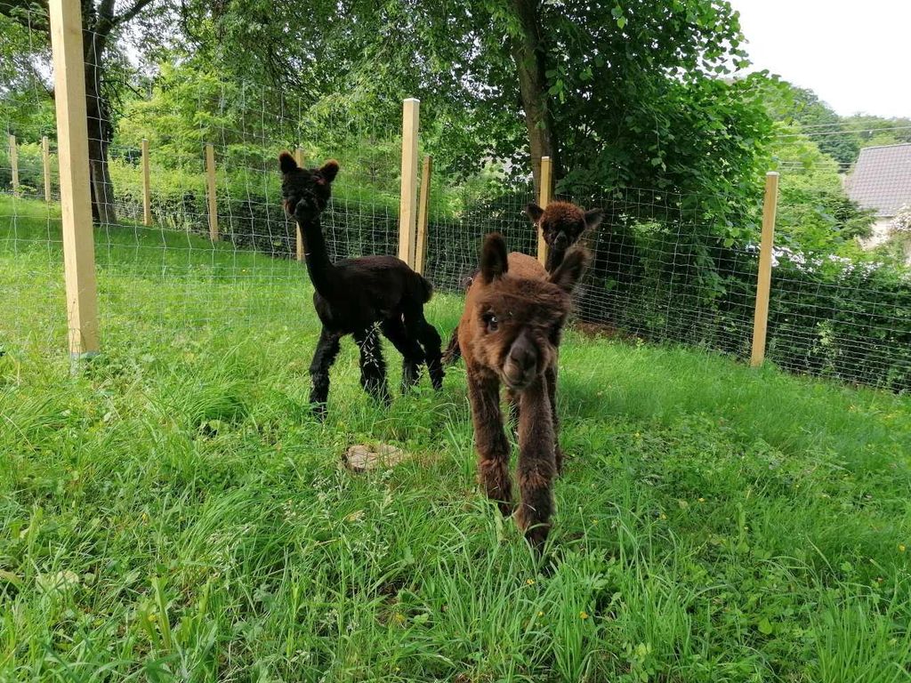Casa de Alpaca