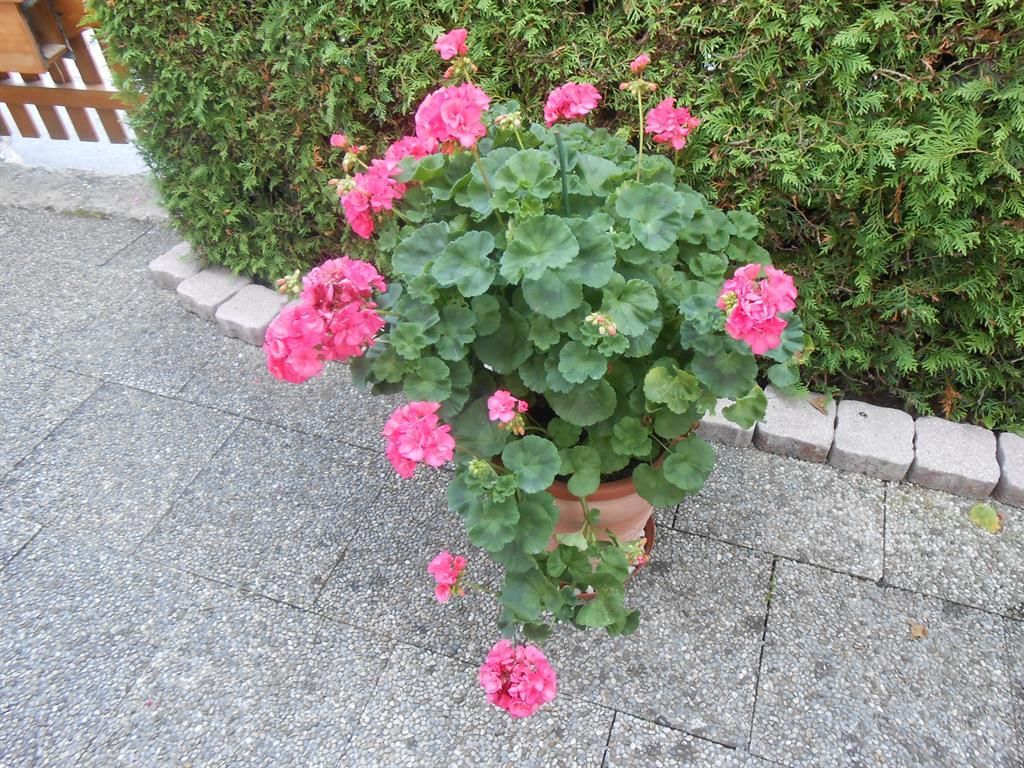 Haus Elfriede Schmid