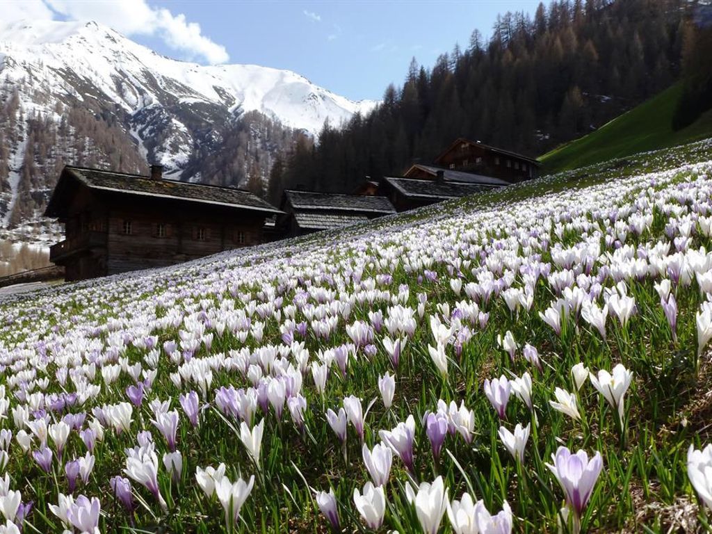 Alfenalm Obergrafer