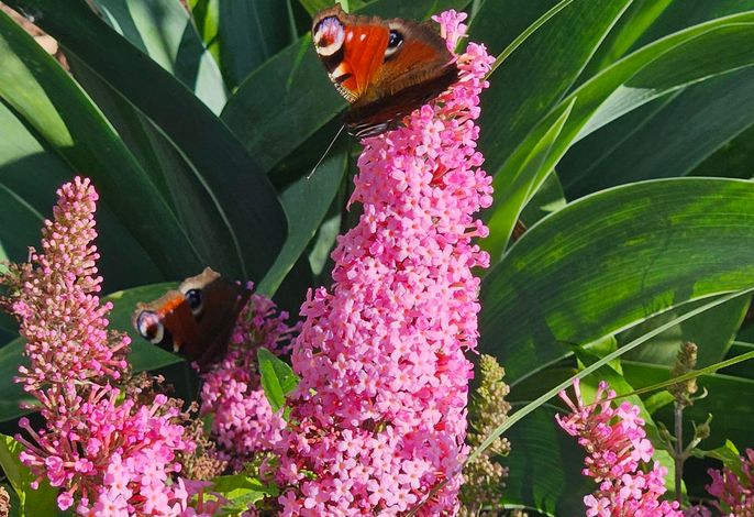 Gartenbungalow Rhönherz – Foto 3