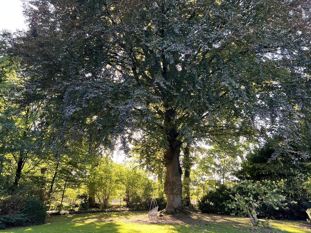 Ferienwohnung Rotbuche